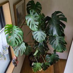 最終値下げ！ 超巨大 観葉植物 モンステラ 150センチ超