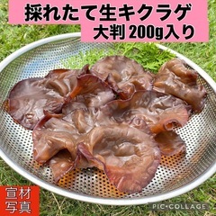 ①【採れたて】生キクラゲ  200g菌床栽培