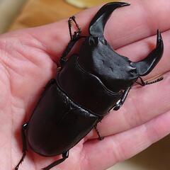 極太オオクワガタペアーNo8