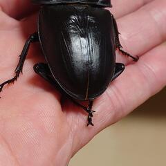 極太オオクワガタペアーNo8