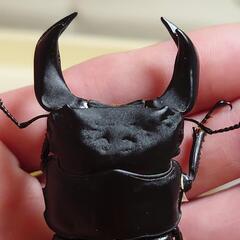 極太オオクワガタペアーNo8