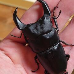 極太オオクワガタペアーNo8