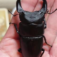 極太オオクワガタペアーNo8