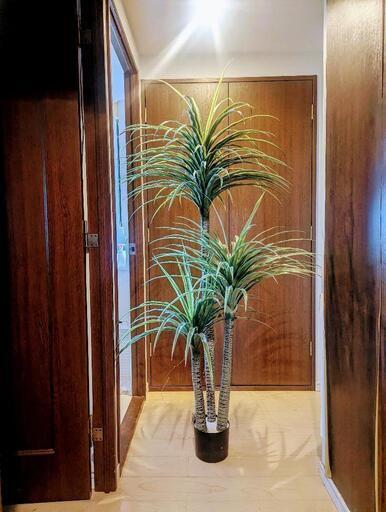 人工観葉植物 フェイクグリーン\n○コンシンネ ドラセナ