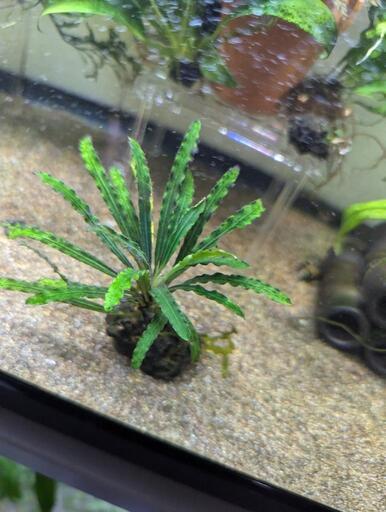 レア水草　フェネストラタルム　ムリヤディ