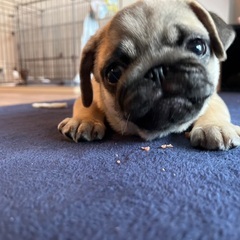 忙しい日常に幸運をプラス！ユニークでおちゃめなパグ犬と一緒に笑顔...