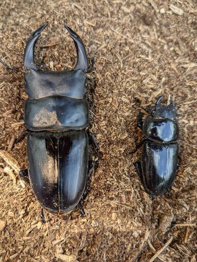①オオクワガタペア♂77mm（岐阜県産）
