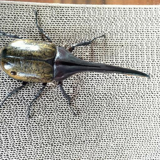 ヘラクレス・ヘラクレス♂１６２ｍｍ単品