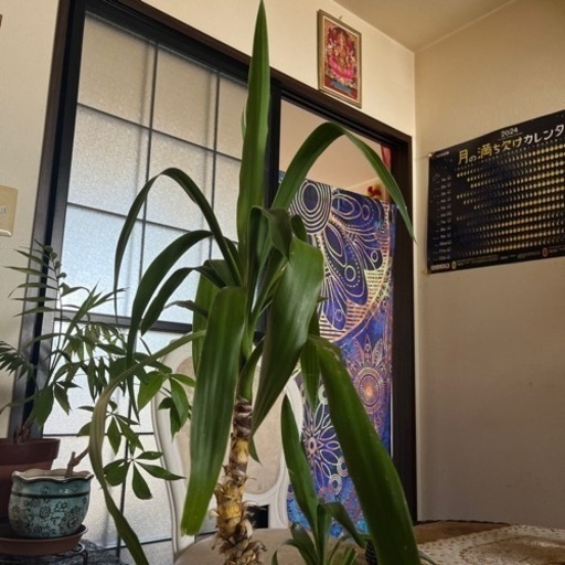 青年の木　　ガーデニング　家庭菜園　　観葉植物　幸せ　発展　進展　向上