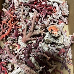 天然珊瑚原木 高知県沖産　鑑別書付き 鑑定書付き血赤珊瑚高知県土佐沖産天然原木希少品