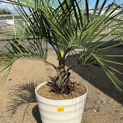 ①ココスヤシ?シンボルツリー‼️