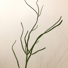 多肉植物　ユーフォルビア　レウコデンドロン　