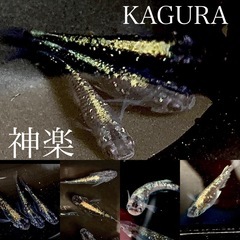 メダカ　若魚・成魚レベル各種　1000円〜