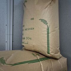 冷めても美味しい◇令和6年度新米! 《きぬむすめ》玄米30kg