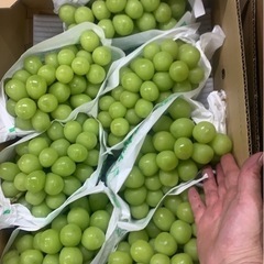 シャインマスカット5kg 13000円