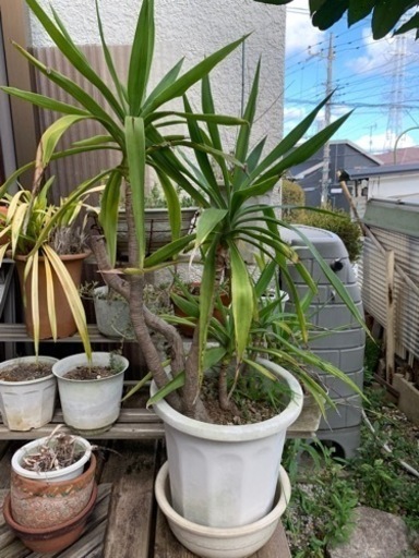 ユッカ(青年の木)屋外保管　(お話中)