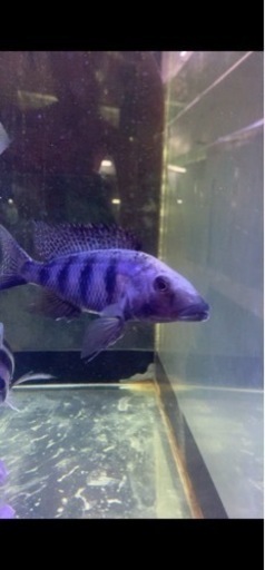 熱帯魚 アフリカンシクリッド フッソクロミス ロストラータス WILD 約