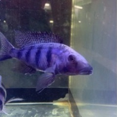 熱帯魚　アフリカンシクリッド  フッソクロミス　ロストラータス　WILD 約15センチ　写真個体販売 熱帯魚 アフリカンシクリッド フッソクロミス ロストラータス WILD 約