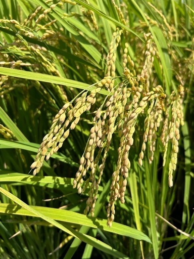 数量限定令和6年茨城県つくば産新米にじのきらめき30Kg玄米