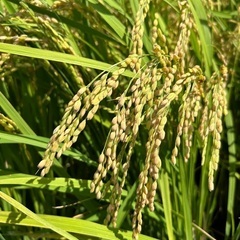 数量限定令和6年茨城県つくば産新米にじのきらめき30Kg玄米