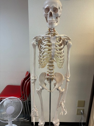 全身の骨格標本\n