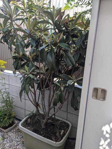 枇杷の木　160センチ