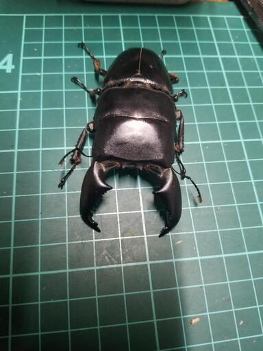 ②スマトラオオヒラタクワガタ