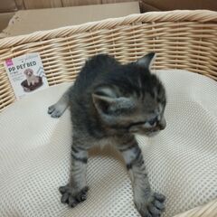 独身の方も譲渡可能です。家の近くで子猫5匹を保護しました(9/1...