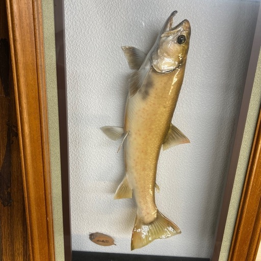川魚　剥製