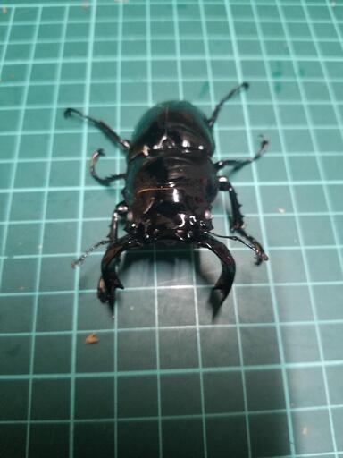 ①タランドゥスオオツヤクワガタペアー