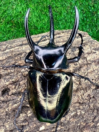 アトラスオオカブト亜種マンテツ　ラオス産　wild