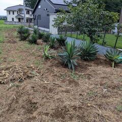 ✨ユッカグロリオサ　キミガヨラン　芋付き　新芽付き✨