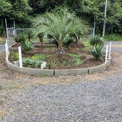 ✨ユッカグロリオサ　キミガヨラン　芋付き　新芽付き✨