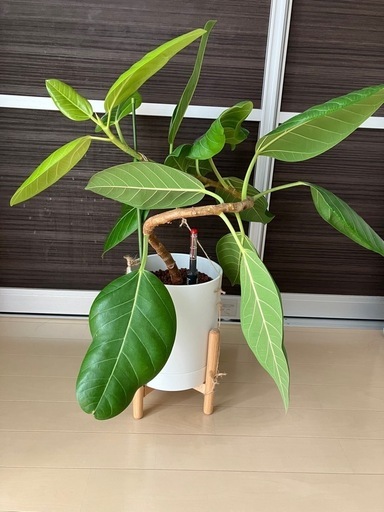 観葉植物　ハイドロカルチャー　フィカス アルテシーマ