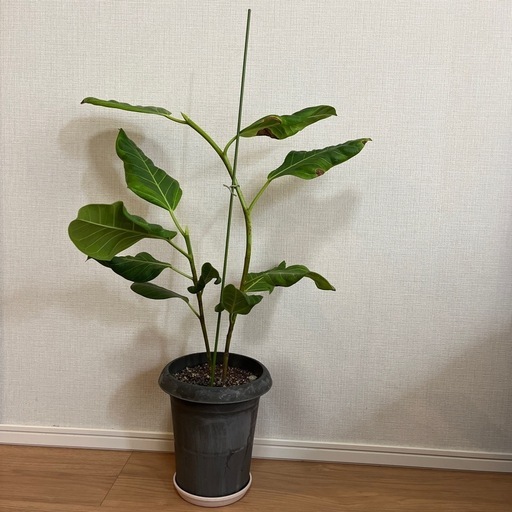 フィカス2本立て観葉植物