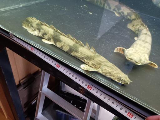 熱帯魚　最終値下げ　エンドリ36㌢44㌢46㌢３匹セット