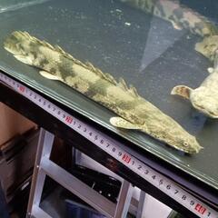 熱帯魚　最終値下げ　エンドリ36㌢44㌢46㌢３匹セット