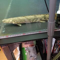 熱帯魚　最終値下げ　エンドリ36㌢44㌢46㌢３匹セット