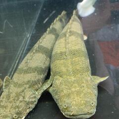 熱帯魚　最終値下げ　エンドリ36㌢44㌢46㌢３匹セット