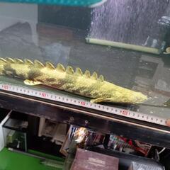 熱帯魚　最終値下げ　エンドリ36㌢44㌢46㌢３匹セット