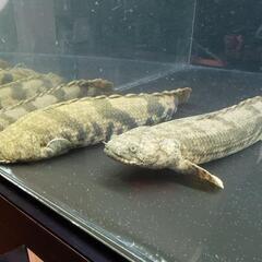 熱帯魚　最終値下げ　エンドリ36㌢44㌢46㌢３匹セット