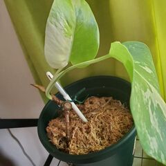 ボルジギアナホワイトタイガー　ミント