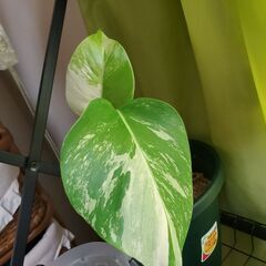 ボルジギアナホワイトタイガー　ミント