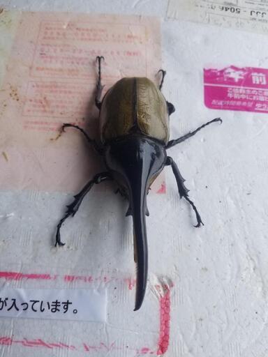 値下げ‼️①ヘラクレスオオカブト
