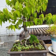 ケヤキ(欅)盆栽