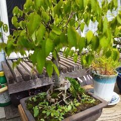 ケヤキ(欅)盆栽