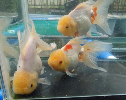 金魚 連休値下げ ジャンボ オランダ 3歳 3匹 サイズ20センチ位 写真4枚目参考に 超特価で出します。きんぎょ めだか 水槽 水草 ビオトープ