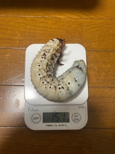 【風神様と取引中】アクティオンゾウカブト3令幼虫ペア(レックスゾウカブト)  送料別　遠方取引可能