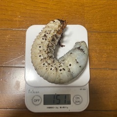 アクティオンゾウカブトの中古が安い！激安で譲ります・無料であげます  