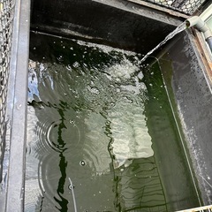 プラ舟500リットル　錦鯉池